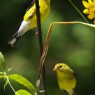 Two Goldfinches